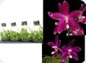Phal. speciosa Red x Red